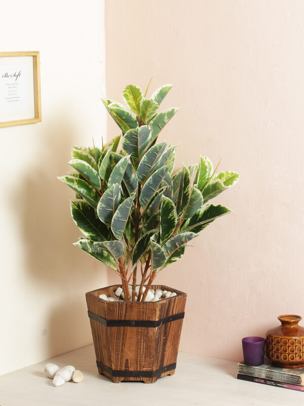 Explore a wide range of artificial plants such as Palms, Ficus, Monstera, Dieffenbachia, Birds of Paradise, Fiddle Leaf, Dracaena and Rubber Plant by Fourwalls.