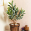 Buy Artificial Dieffenbachia Plant Online 65 cm - Mumbai