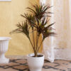 Buy Artificial Yucca Plant for Home Decor - 3 Feet