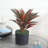 Fourwalls Artificial Dracaena Bush Plant