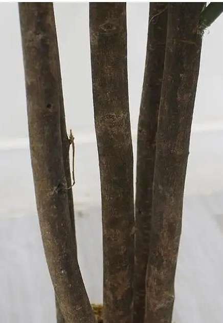 Fourwalls Artificial Rubber Plant - 5 Feet - Image 3