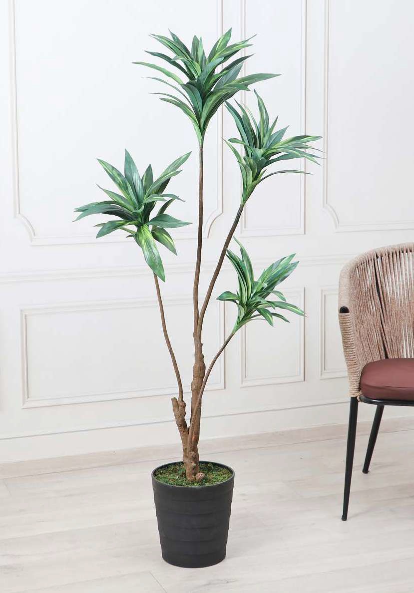 Artificial Cordyline Plant - 5.5 Feet, Green