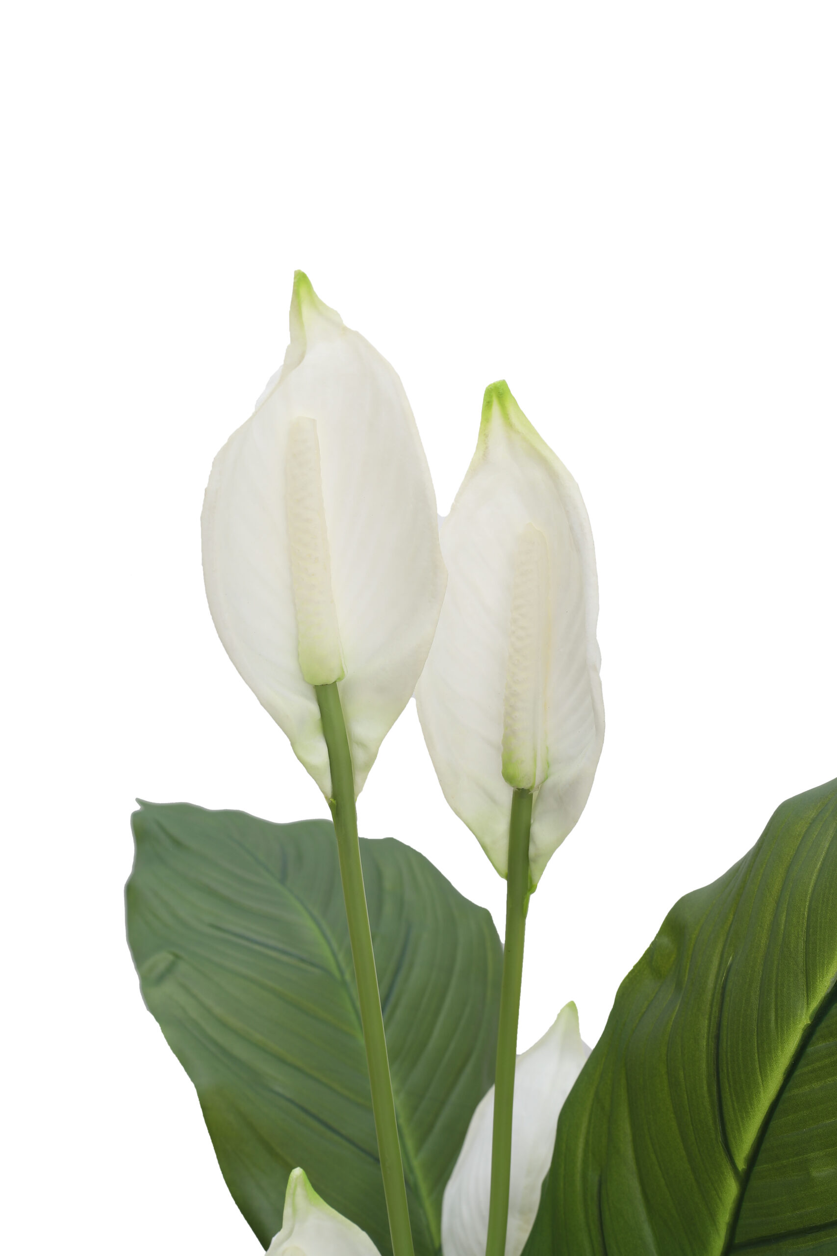 Artificial Real Touch Peace Lily Plant with Pot - 4.5 Feet - Image 3