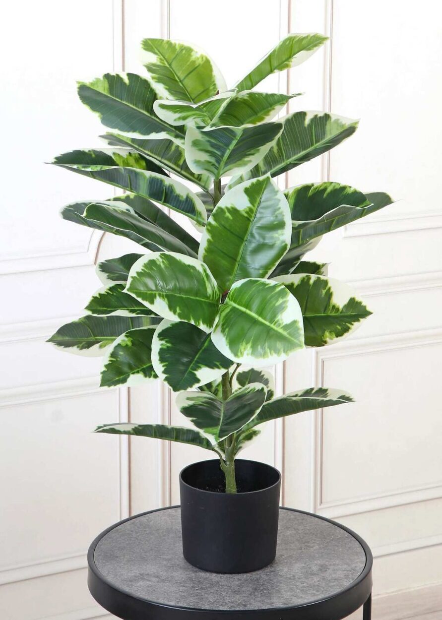 Artificial Variegated Rubber Plant With Pot - 2.5 Feet