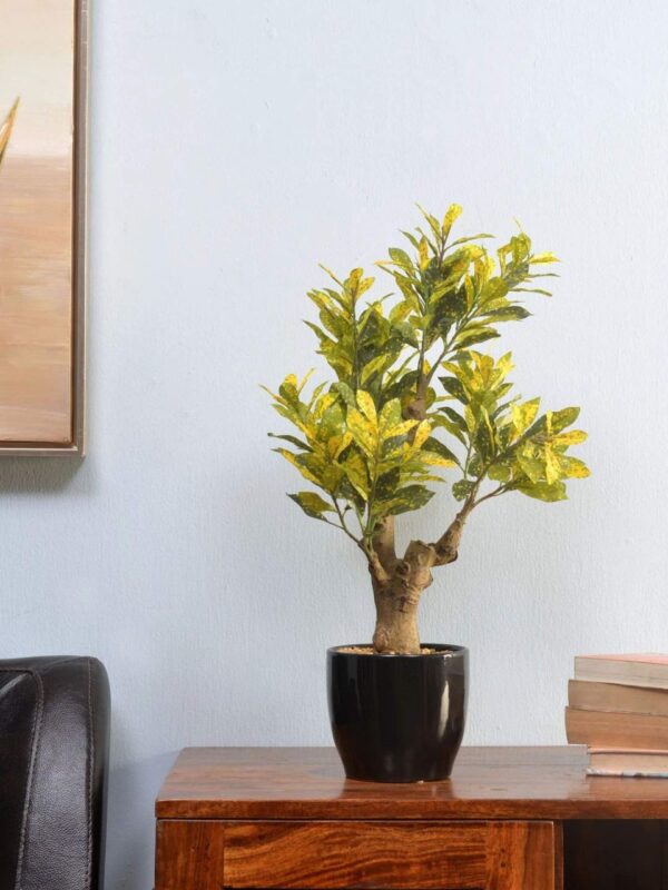 Fourwalls Croton Plant in Ceramic Pot (54 cm Tall, Yellow)