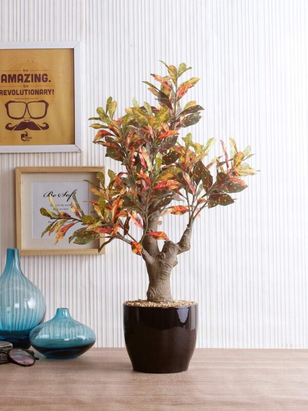 Fourwalls Croton Plant in Ceramic Pot (54 cm Tall, Red)