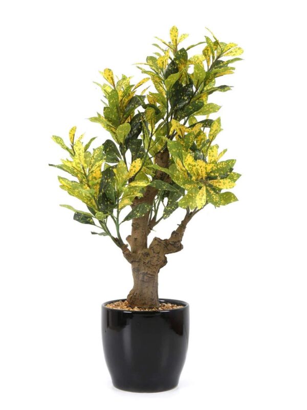 Fourwalls Croton Plant in Ceramic Pot (54 cm Tall, Yellow) - Image 2