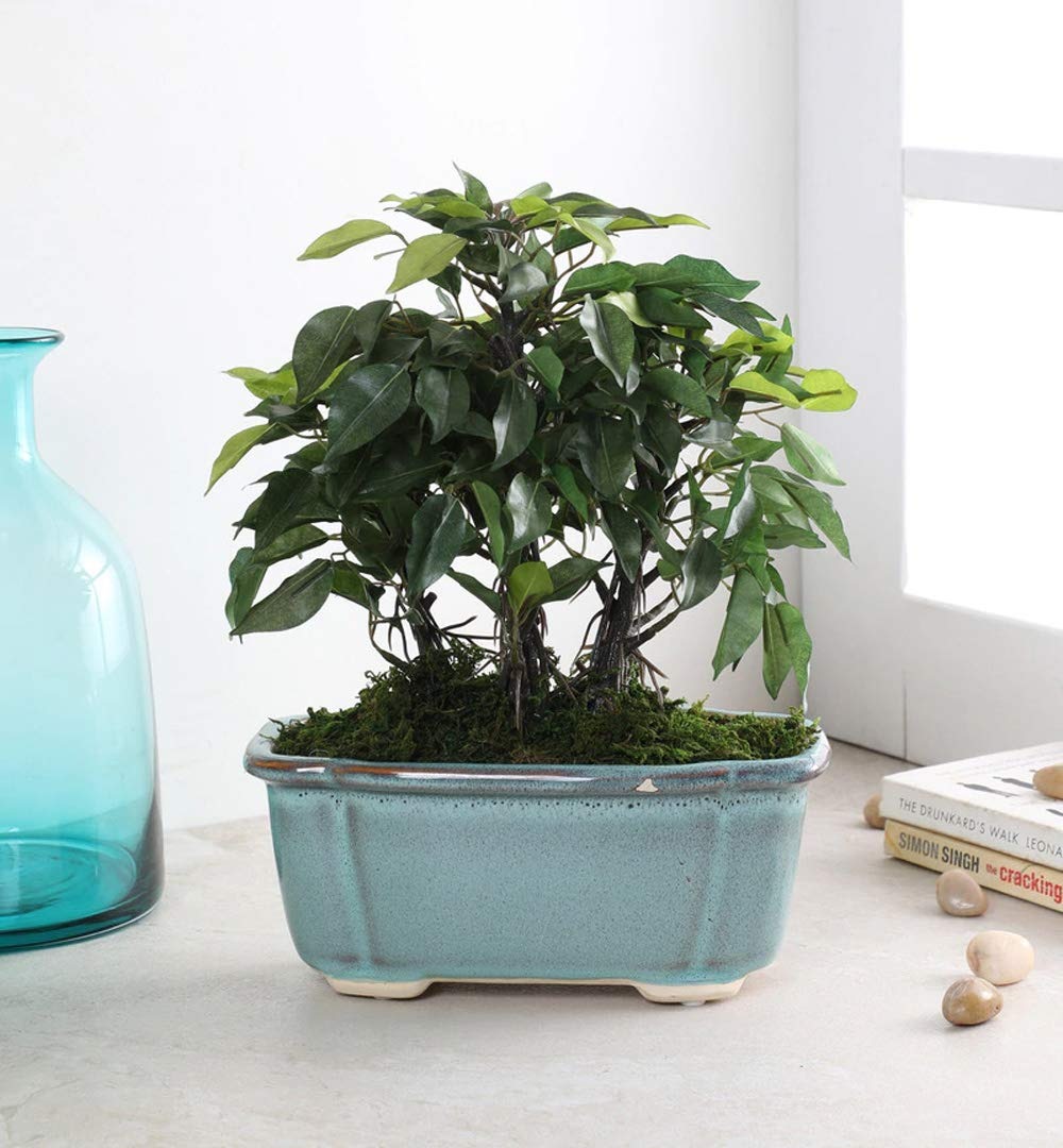 Fourwalls Ficus Plant in Ceramic Pot (34 cm Tall)