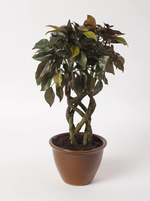 Fourwalls Ficus Plant in Ceramic Pot (41 cm Tall) GREEN/RED - Image 2