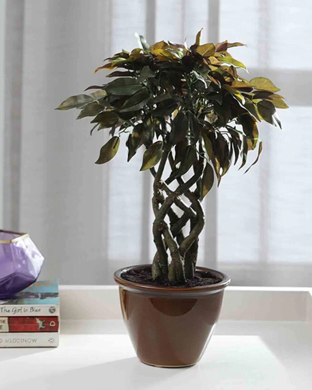 Fourwalls Ficus Plant in Ceramic Pot (41 cm Tall) GREEN/RED