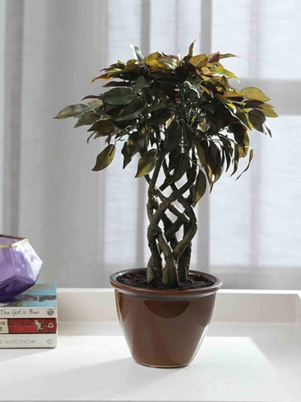 Fourwalls Ficus Plant in Ceramic Pot (41 cm Tall) GREEN/RED