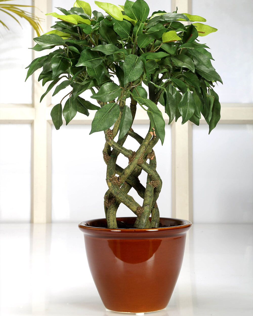 Fourwalls Ficus Plant in Ceramic Pot (41 cm Tall) GREEN