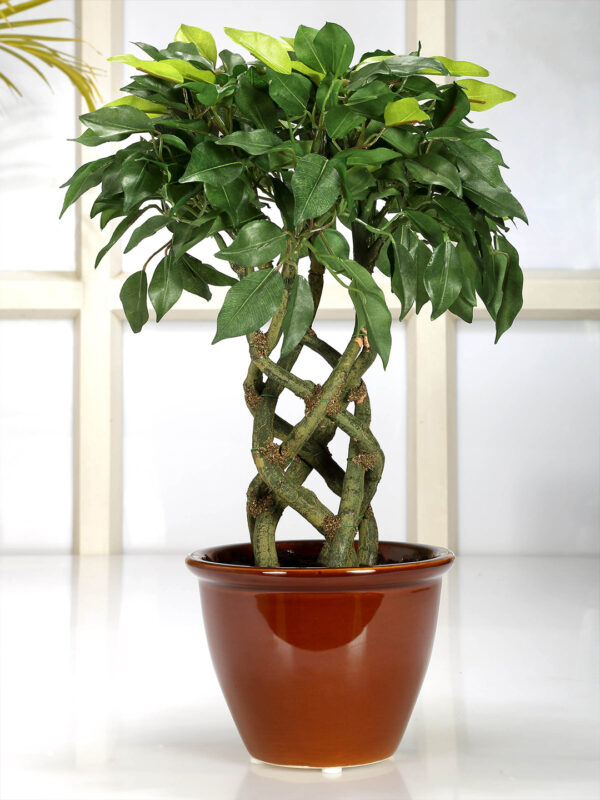 Fourwalls Ficus Plant in Ceramic Pot (41 cm Tall) GREEN