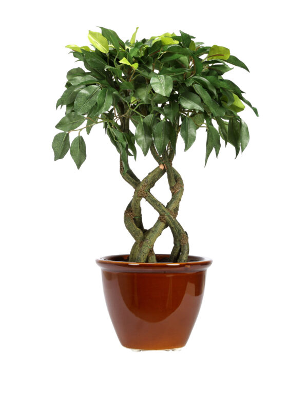 Fourwalls Ficus Plant in Ceramic Pot (41 cm Tall) GREEN - Image 4