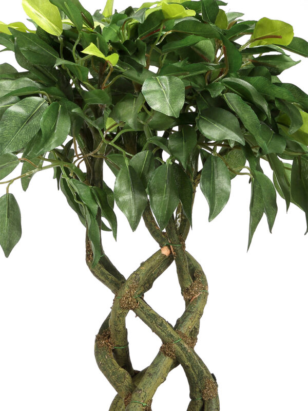 Fourwalls Ficus Plant in Ceramic Pot (41 cm Tall) GREEN - Image 2