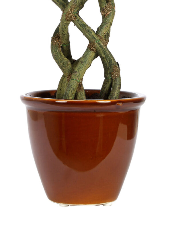 Fourwalls Ficus Plant in Ceramic Pot (41 cm Tall) GREEN - Image 3