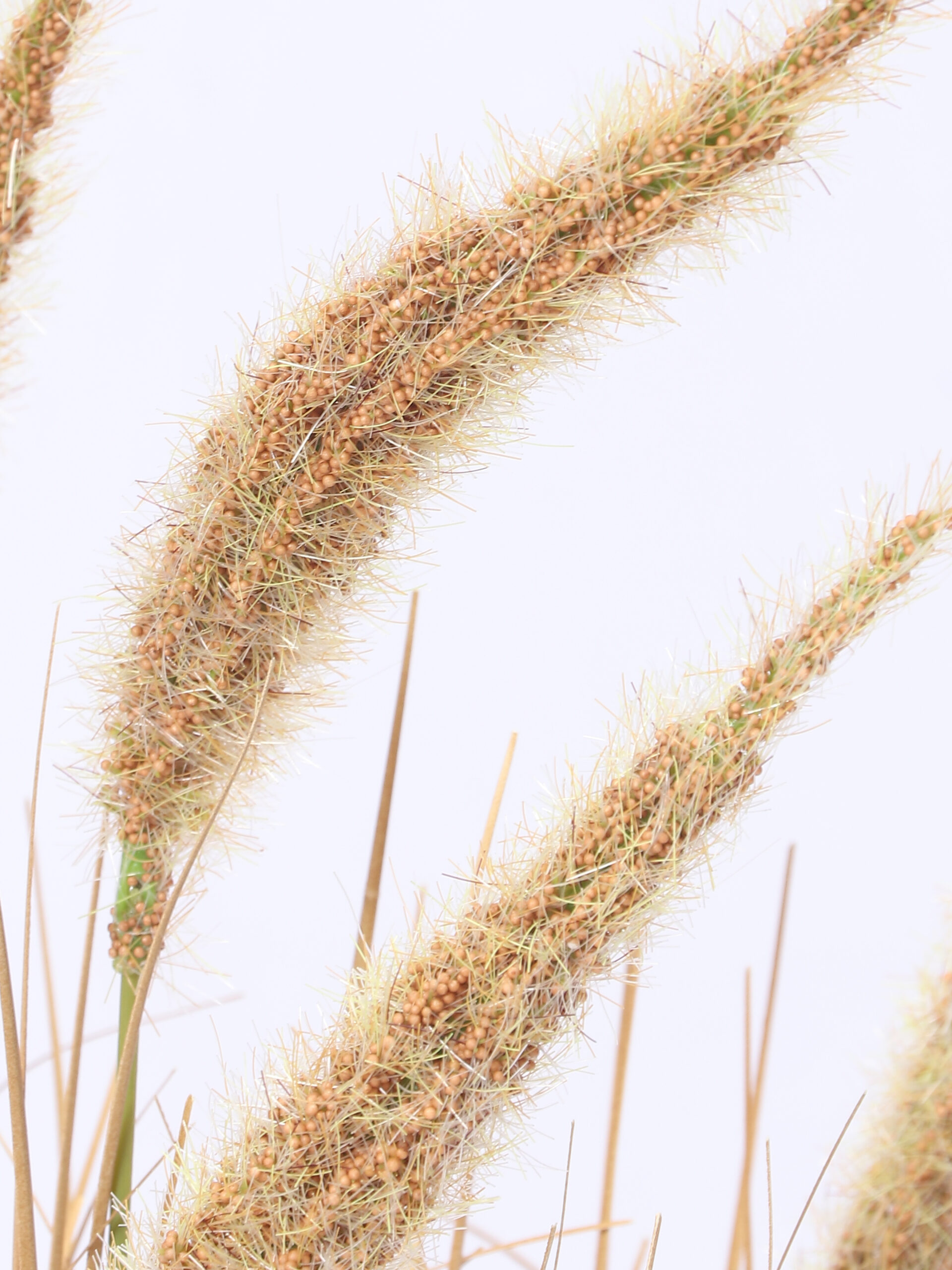 Artificial Plant 58 CM DOGTAIL – Yellow - Image 2