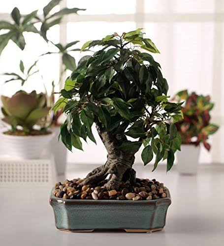 Artificial Ficus Bonsai Plant Standing at 37 cm tall