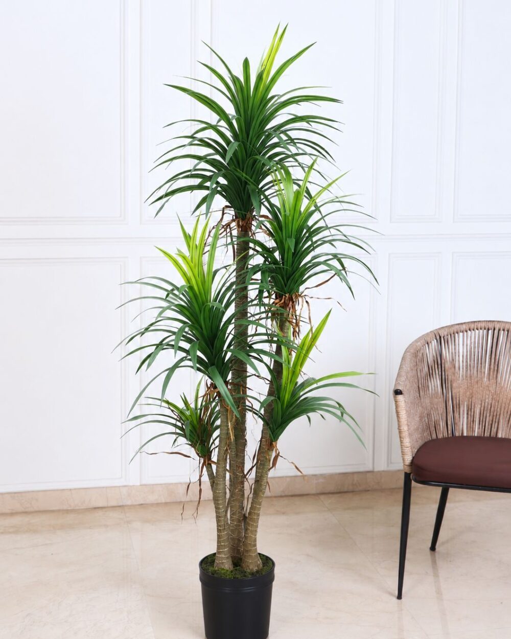 Artificial Real Touch Yucca Plant X5 with Pot – 170 CM Tall