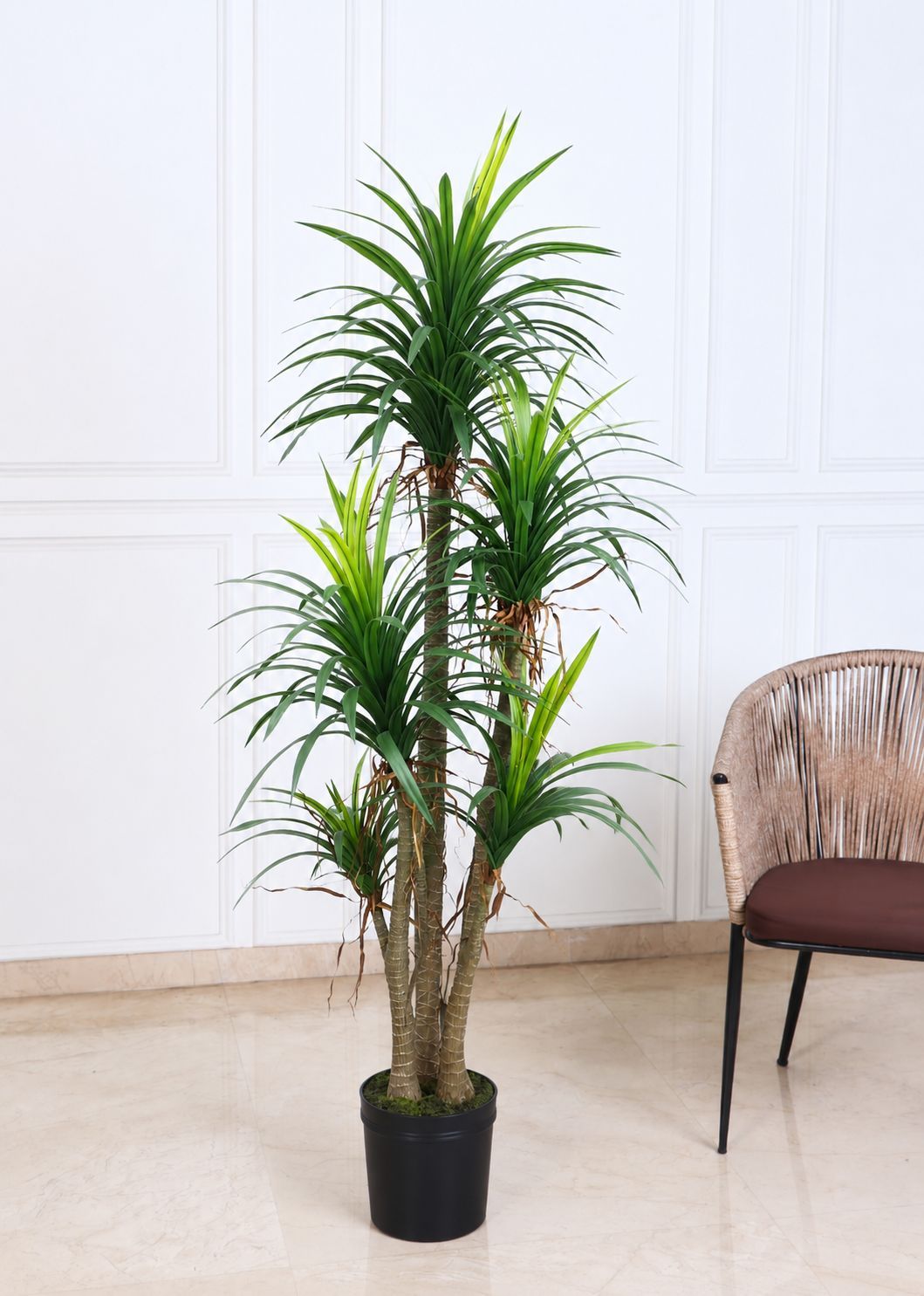 Artificial Real Touch Yucca Plant X5 with Pot – 170 CM Tall